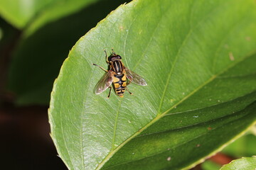 Sonnenschwebfliege - Helophilus pendulus
