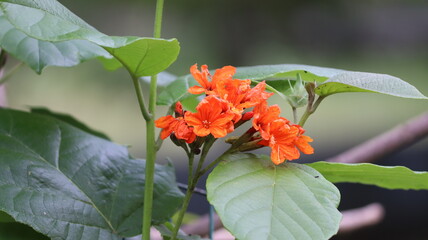 lilies, Flowers, Orange Flowers.