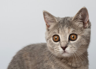 cat, animal, kitten, pet, feline, domestic, fur, pets, kitty, eyes, cute, mammal, nature, animals, eye, tabby, furry, hair, looking, ears, whiskers, cats, head, baby, shorthair