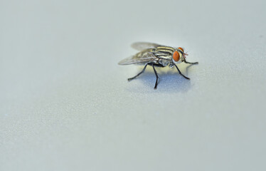 Macro photograph fly is very beautiful red eyes is very interest about entomology.