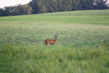 Reh Portrait (Capreolus capreolus)