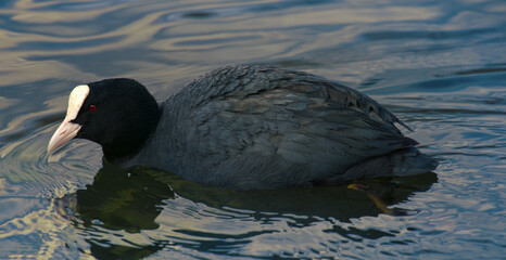 Coot (Fulica atra) swims, dives and feeds in clear water. Feeding on algae and macrophytes. Bird...