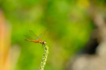 insects in the flower garden
