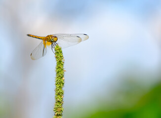 dragonfly in the flower garden