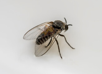 Blackfly (Simuliidae probably Odagmia ornata). Blood-sucking insects (hematophag) - oral apparatus...
