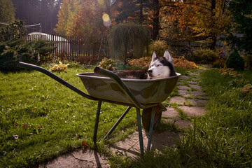 Siberian husky sleeping. Husky dog sleeps in wheelbarrow curled up. Handsome Pet.