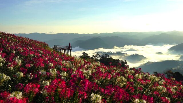 Beautiful girl enjoying at flowers fields and sunrise viewpoint, Mon Mok Tawan in Tak province, Thailand.