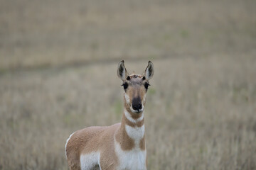 single doe pronghorn antelope 