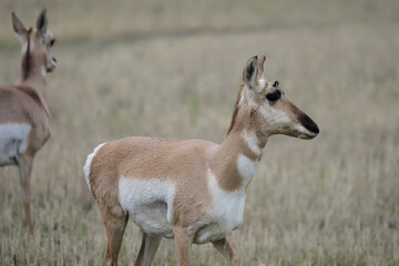 closeup of doe pronghorn antelope