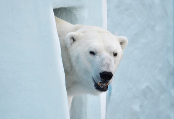 portrait of a polar bear