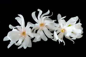 magnolia flower trio isolated against black