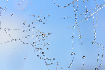 Close up of many water droplets hanging on a spider web against a blue sky