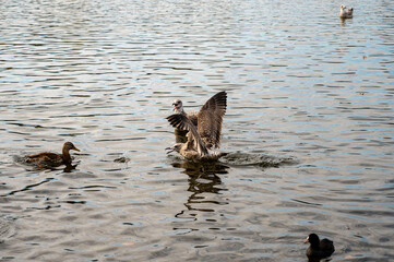 ducks on the water