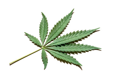 Cannabis leaf with shadow and small spider. isolated on white background.