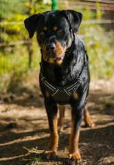 Rottweiler in park