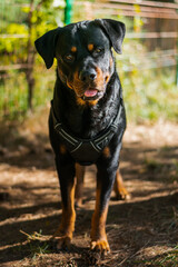 rottweiler dog with black harness
