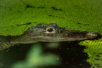 Zoo - Crocodile