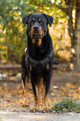 Gentle Rottweiler
