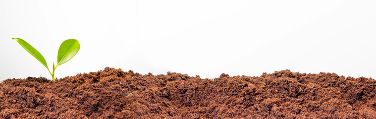 panorama small tree growing with sunrise. green world and earth day concept
