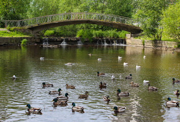Duck pond in the forest park
