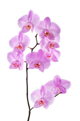 Fototapeta na wymiar Beautiful luxury purple orchid flower isolated on white background.