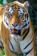 Hungriger Tiger im Zoo