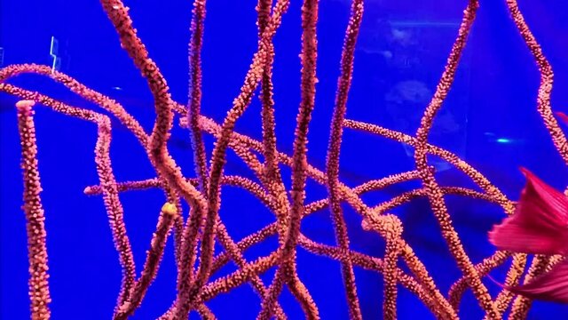 Flower horn fish against the background of corals in the aquarium. Flowerhorn Cichlid Colorful fish swimming in aquarium. This is an ornamental fish that symbolizes the luck of feng shui in the house.