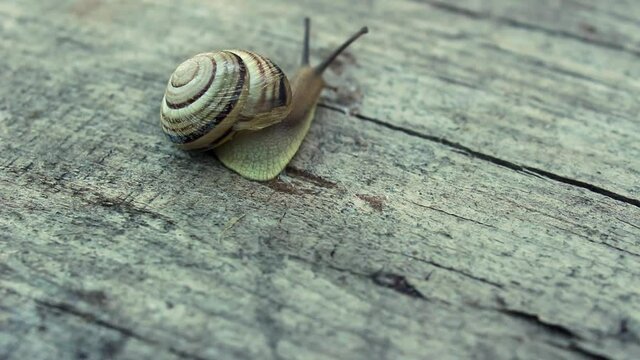 Close up of a striped snail crawling on a wooden board