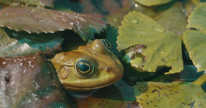 Danube Delta head view of a frog beetween waterlillies.