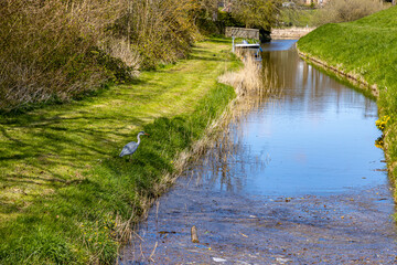 Small canal among green grass, wild plants and brown thickets, a heron with a boat and a river...