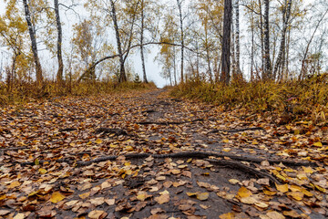 Autumn road in the forest