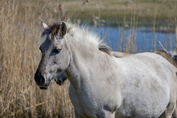 Closeup of a Konik horse in the Oostvaardersplassen nature reserve, wild thickets and a pond with little water in the blurred background, sunny day in Lelystad, Flevoland in the Netherlands