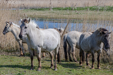Herd of Konik horses in the Oostvaardersplassen nature reserve, wild grass and a pond with little water in the background, sunny day in Lelystad, Flevoland in the Netherlands © Emile