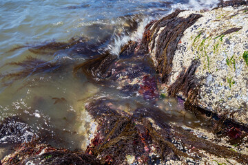 Seaweed growing on the rock in Washington during summer.
