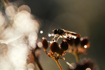 Schwebfliege im morgendlich Tau