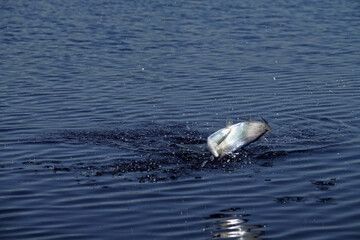 Sport fishing in the north river. Dynamic picture when Sabrefish (Pelecus cultratus) are brought to...