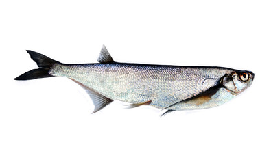 Silver fish on white background. Sabrefish (Pelecus cultratus) from the Delta of the river Svir,...