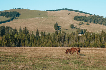 Awesome and beautiful horses on the farm. Horse portrait in the mountains in Austria.