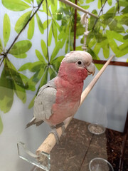 oiseau / perruche / cacatoès