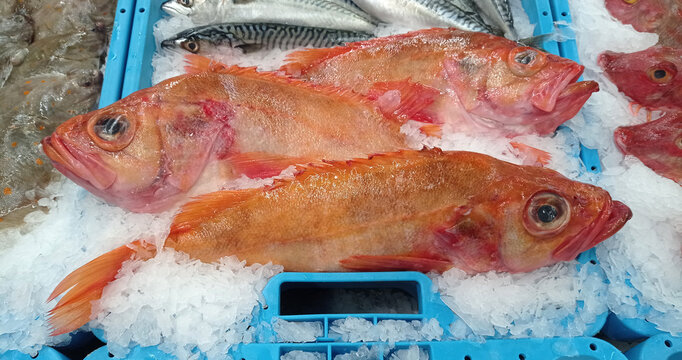 poisson / s&eacute;baste