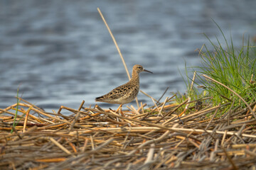 Ruff (Philomachus pugnax, female) on the edge of the terrestrialization mire. Spring migration...