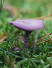 violet mushroom on forest floor