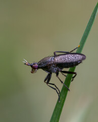 insect macro