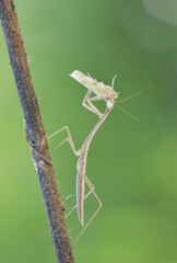 green praying mantis