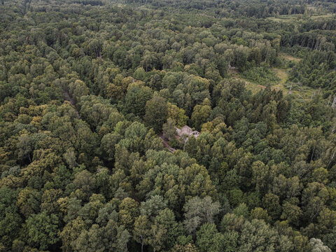 Forest view