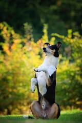 This Shorthaired Collie is a really experienced model