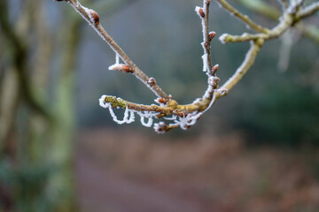 Close up of frozen branches in the winter