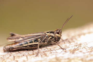 Grasshopper macro in the sunlight