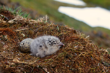 One gull chick hatched, the second is at the stage of cracking in the shell. Glaucous gull (Larus...