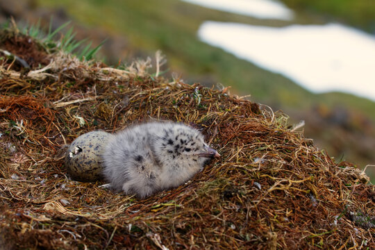 One gull chick hatched, the second is at the stage of cracking in the shell. Glaucous gull (Larus hyperboreus) nest from the high Arctic latitudes. FJL